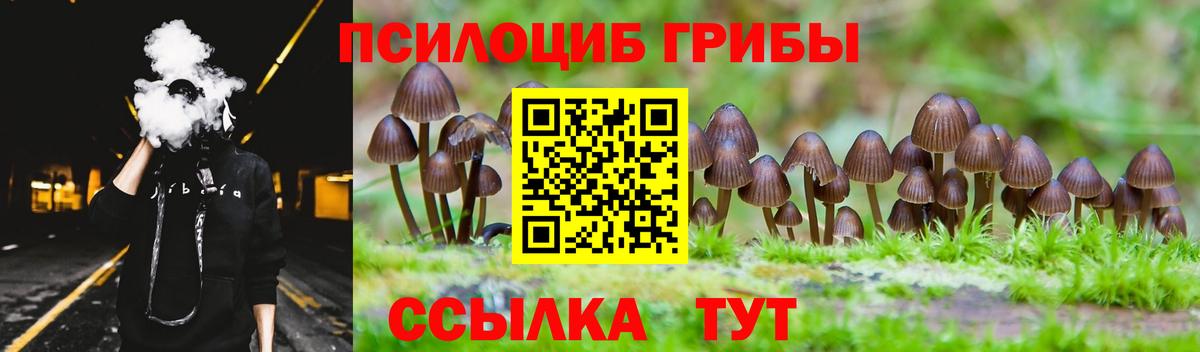Галлюциногенные грибы Psilocybe Десногорск